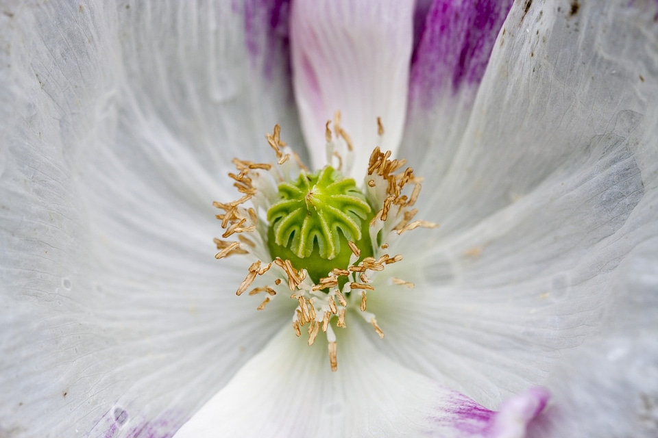 Macro details petals