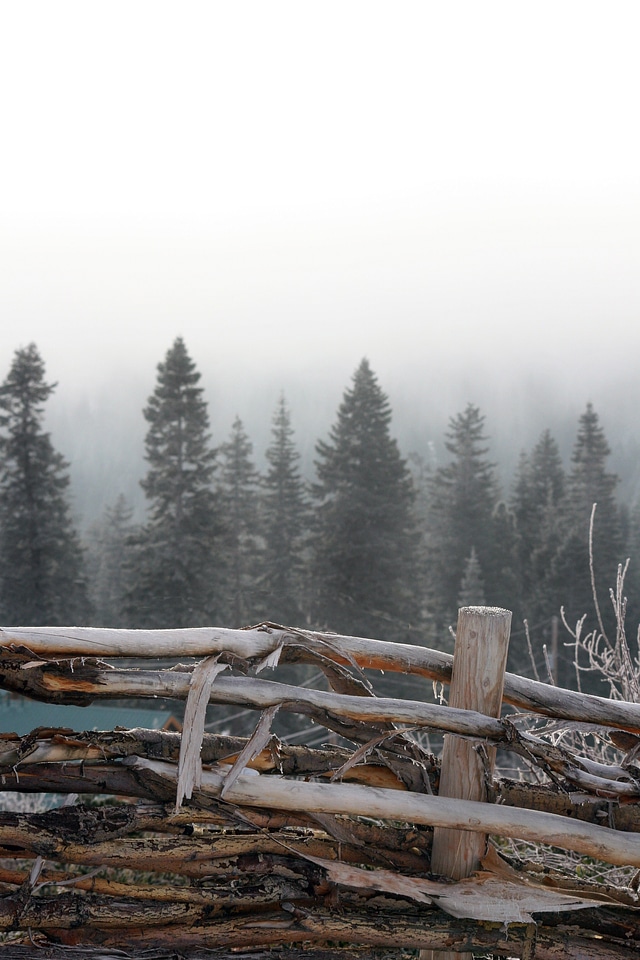 Forest foggy pines