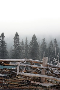 Forest foggy pines photo