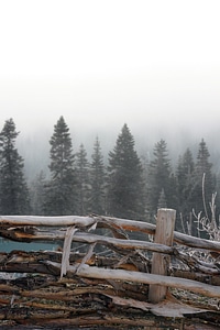 Forest foggy pines