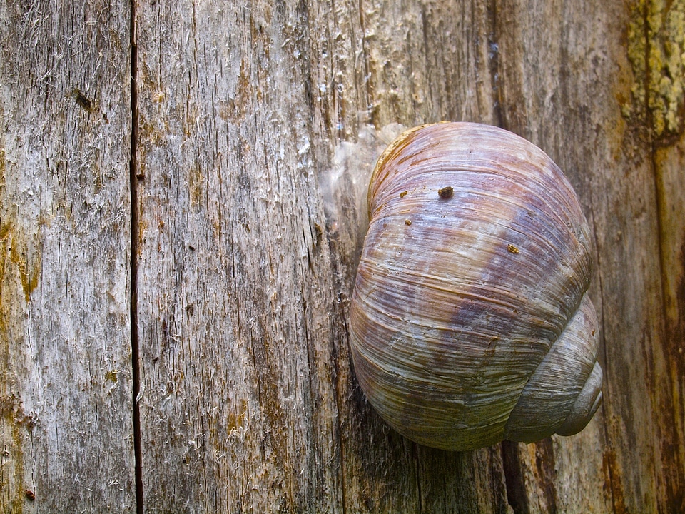 Snail shell animal nature