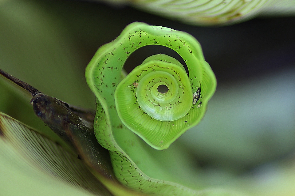 Plant natural botanical