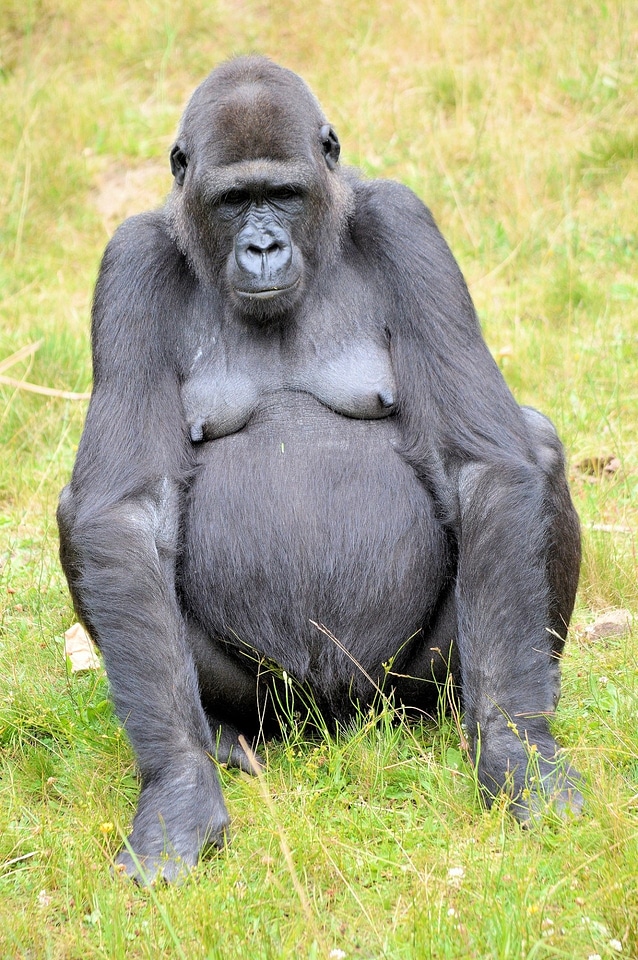 Wild primate mammal
