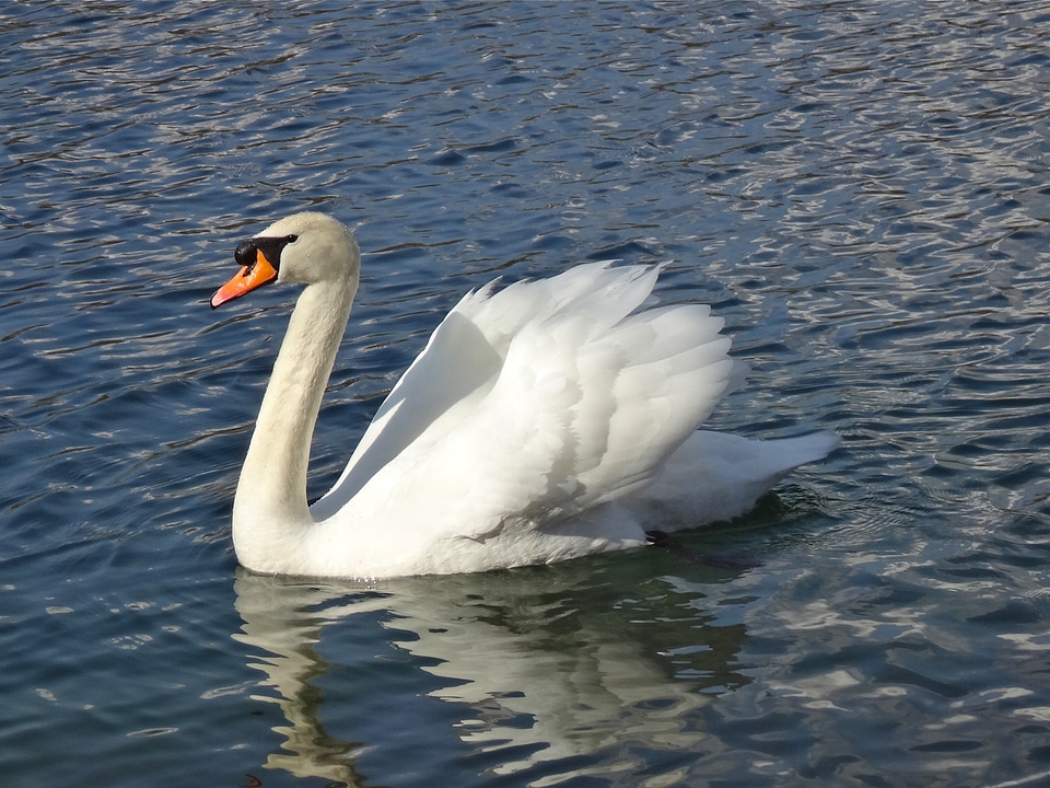 Swan lake white bird