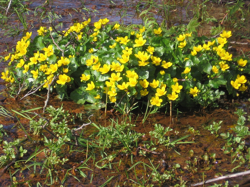 Plants natural blossom