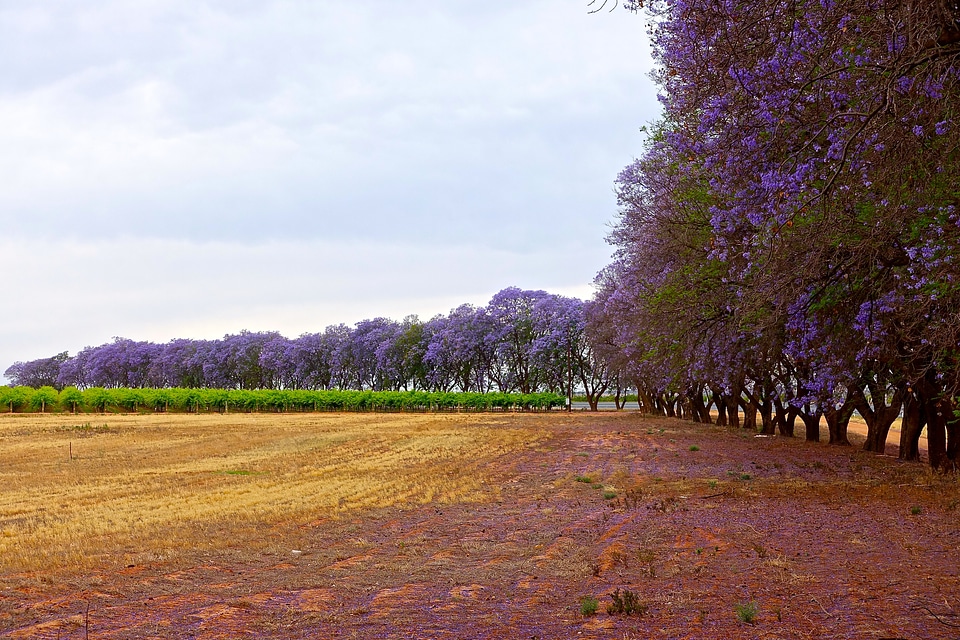 Purple stand blossom