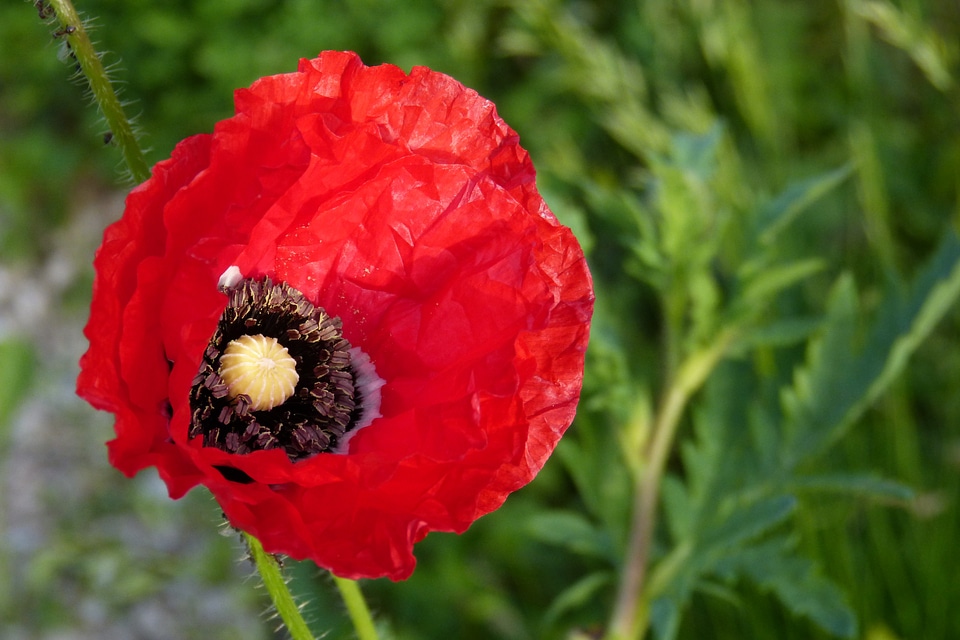 Flower bright red