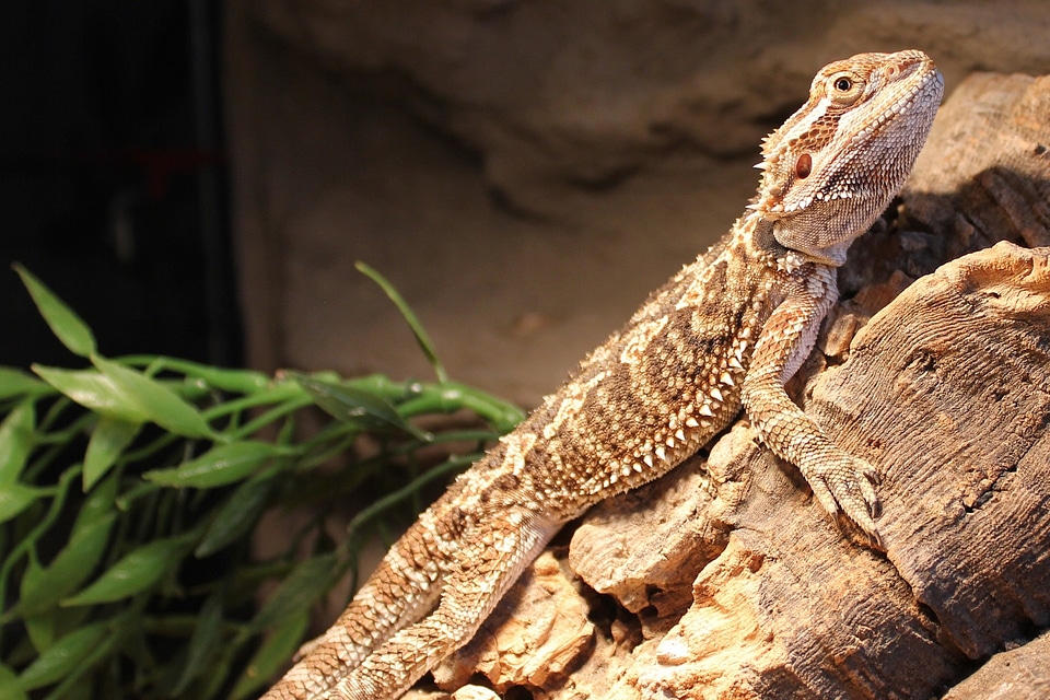 Reptile creature animal