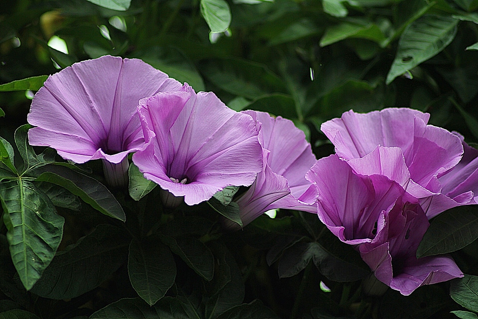 Natural blossom bloom