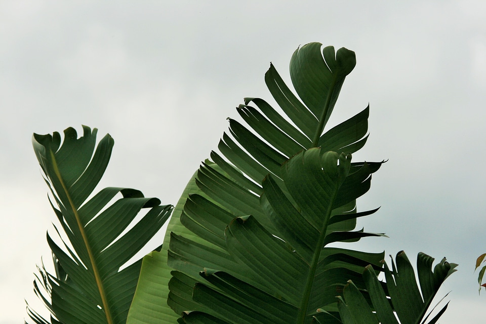 Fan shaped strelitzia giant
