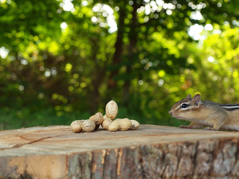 Cute nature woods