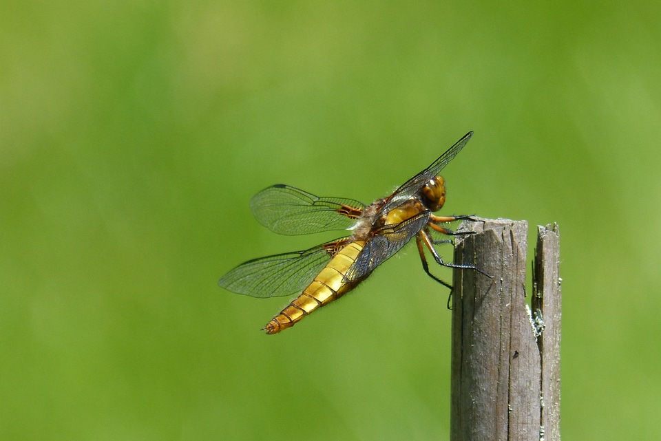 Plattbauch female libellula depressa
