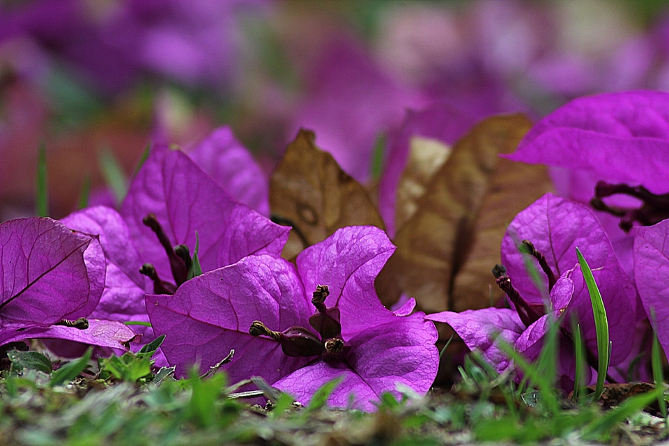 Plant violet veranera