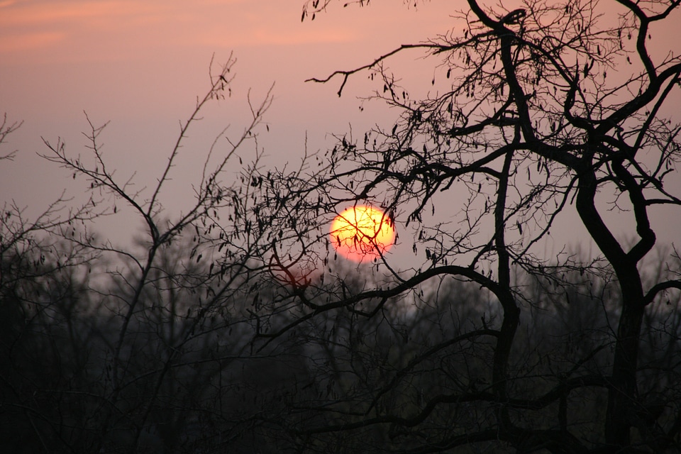 Trees twilight nature