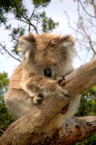 Herbivore cuddly furry