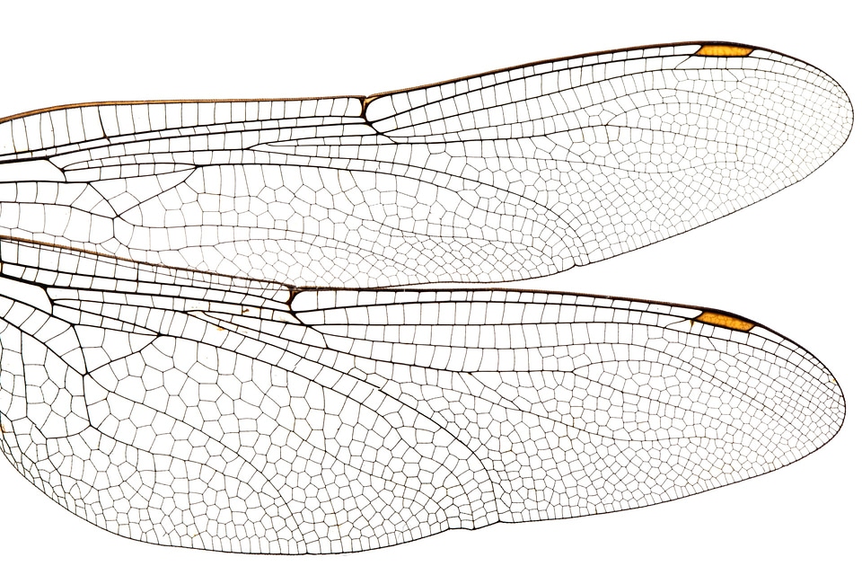 Fly fragile insect