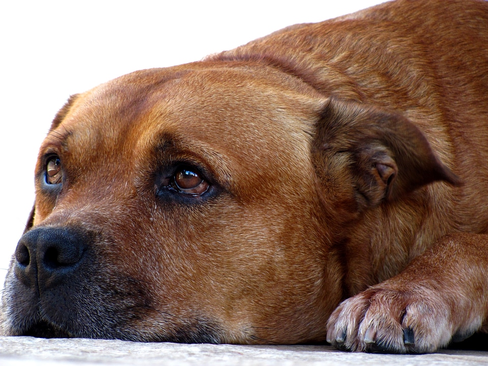 Animal canine beautiful