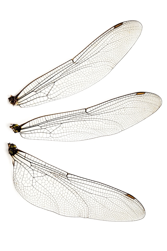 Fly fragile insect