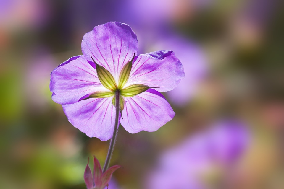 Backlighting flowers tender