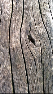 Wooden pattern natural photo