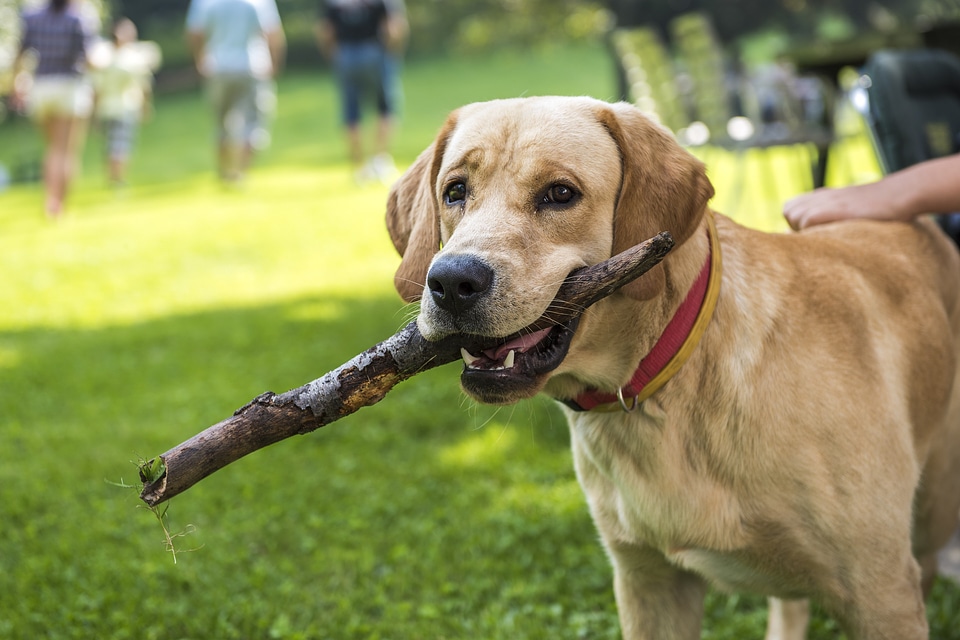 Cute puppy retriever