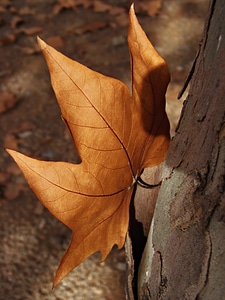 Tree bark autumn golden autumn