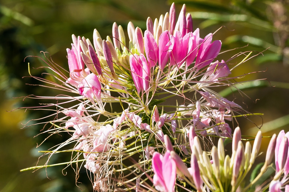 Multi pollinated flowers pink
