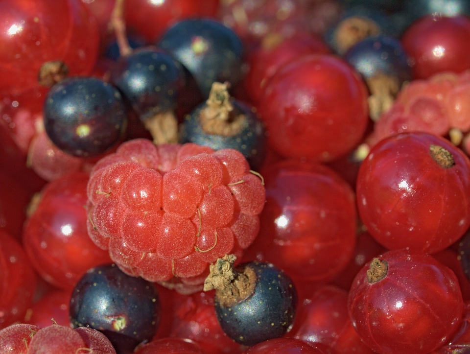 Garden raspberries plant