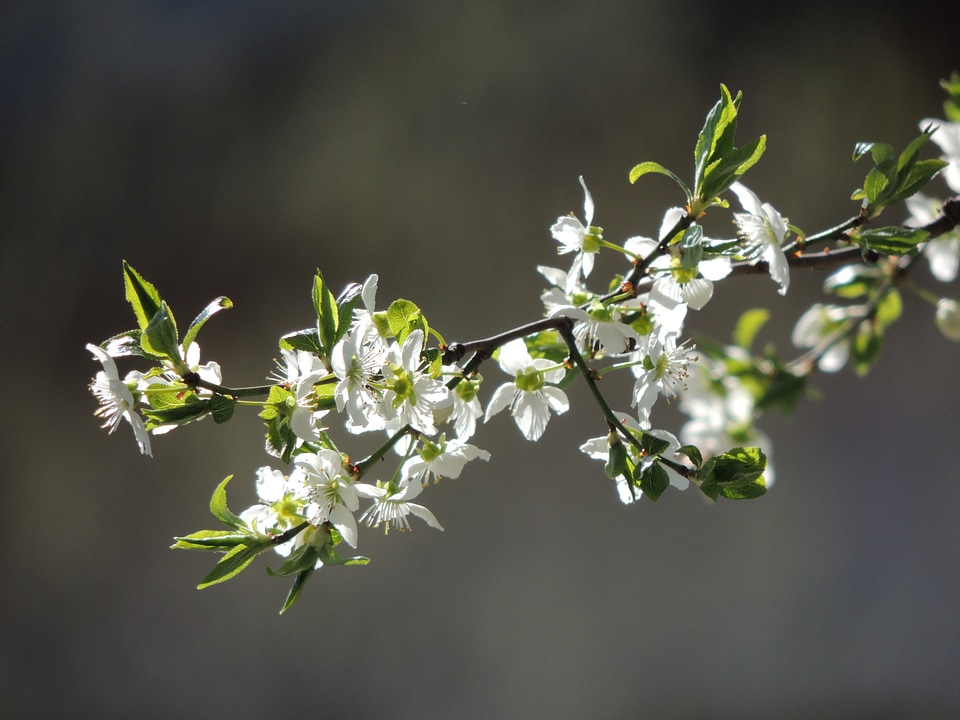 Flowers white show branch