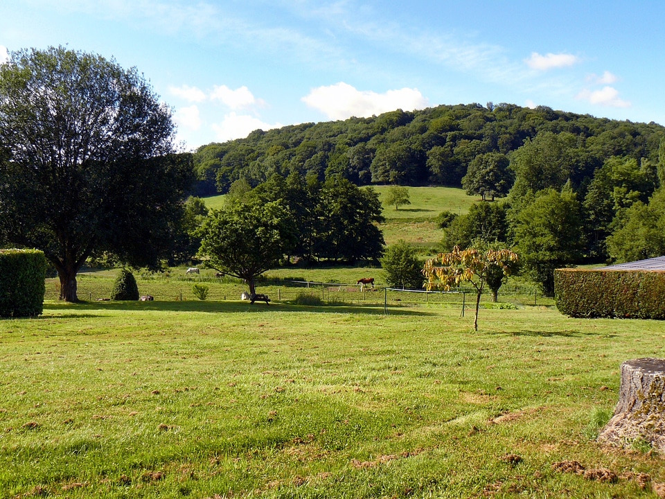 Scenic field forest