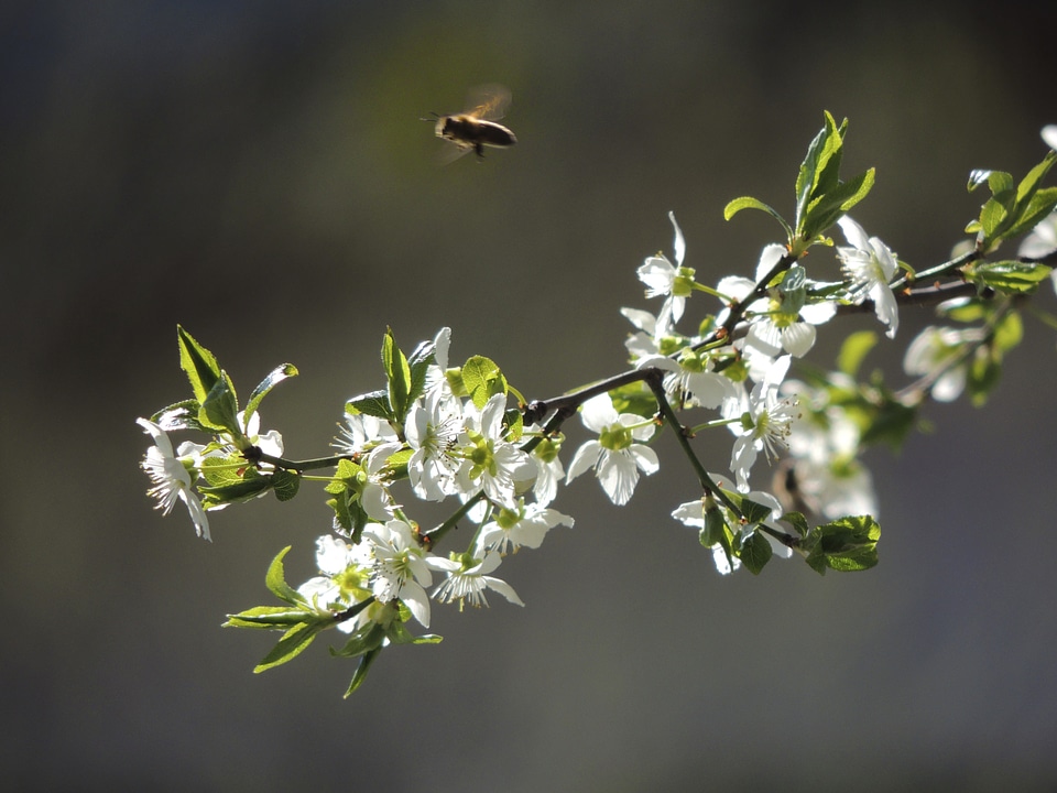 Flowers white show branch