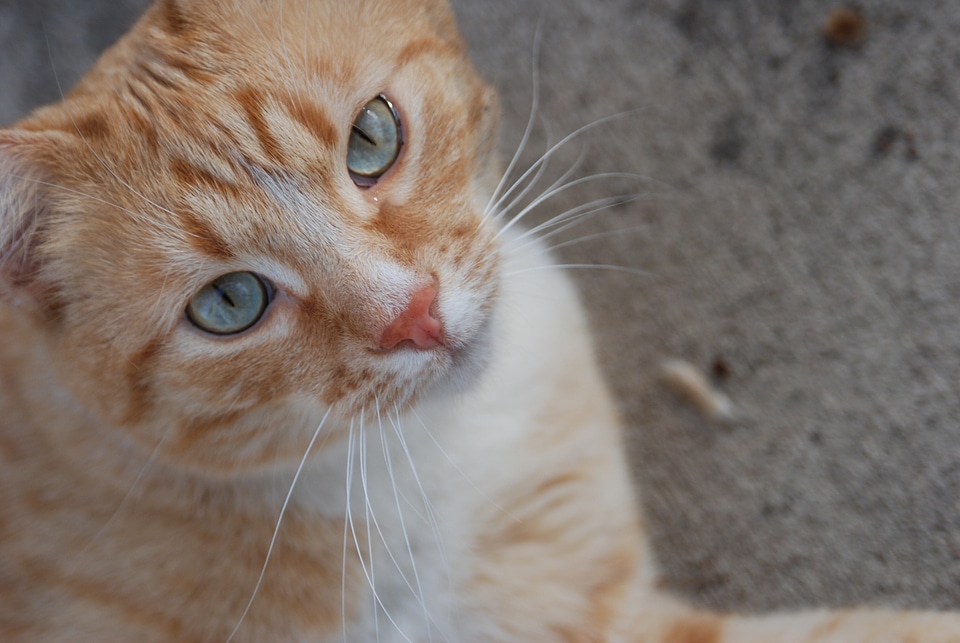 Domestic feline kitten