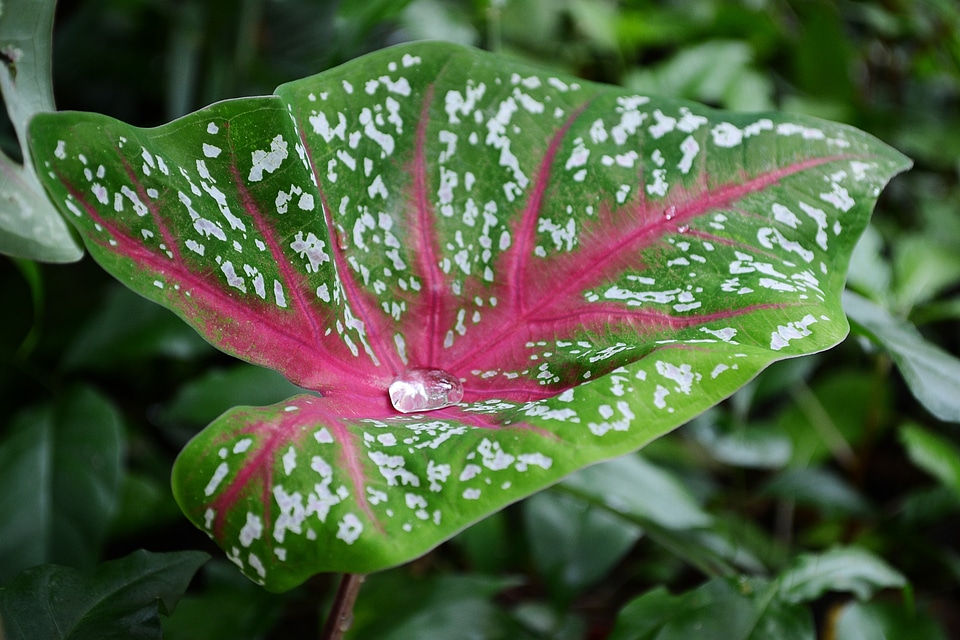 Leaf water on leaf clear