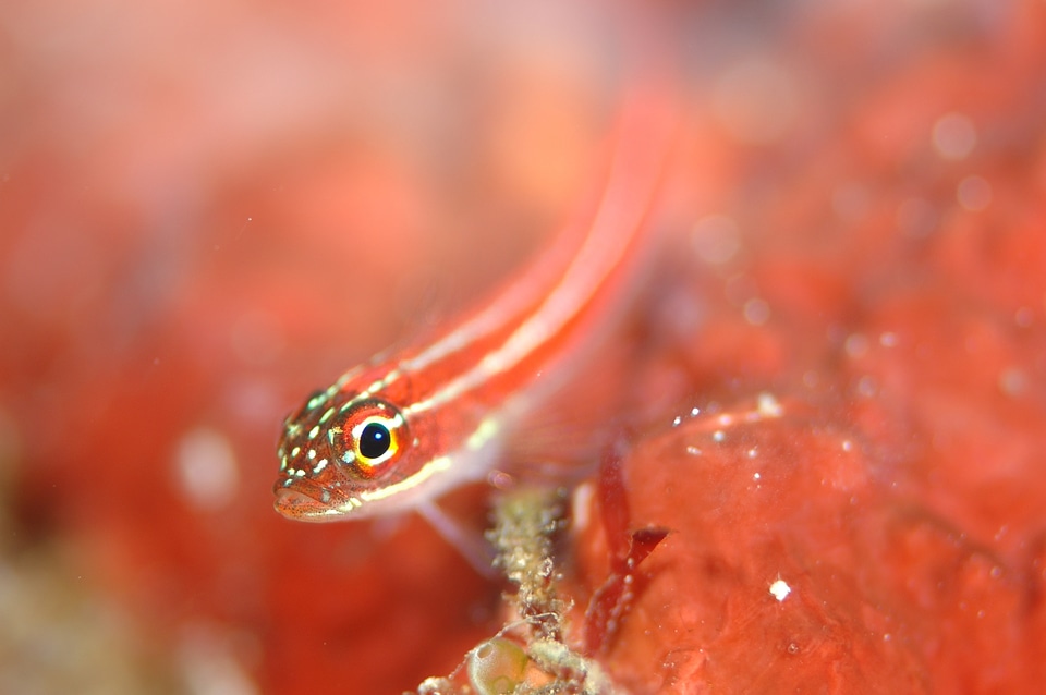 Underwater life sea diving