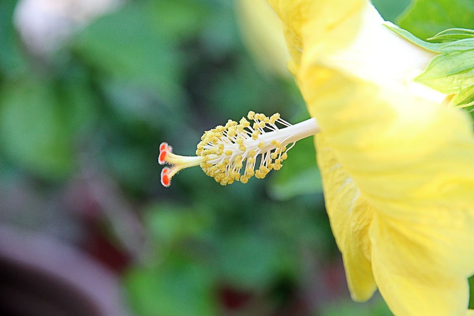 Pollen flower hibiscus