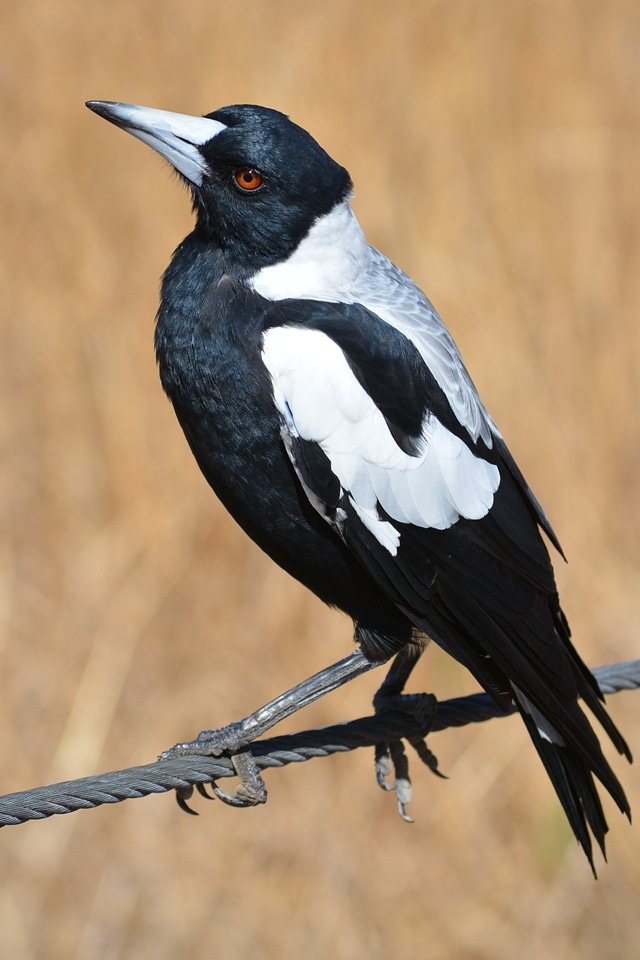 Nature bird birds