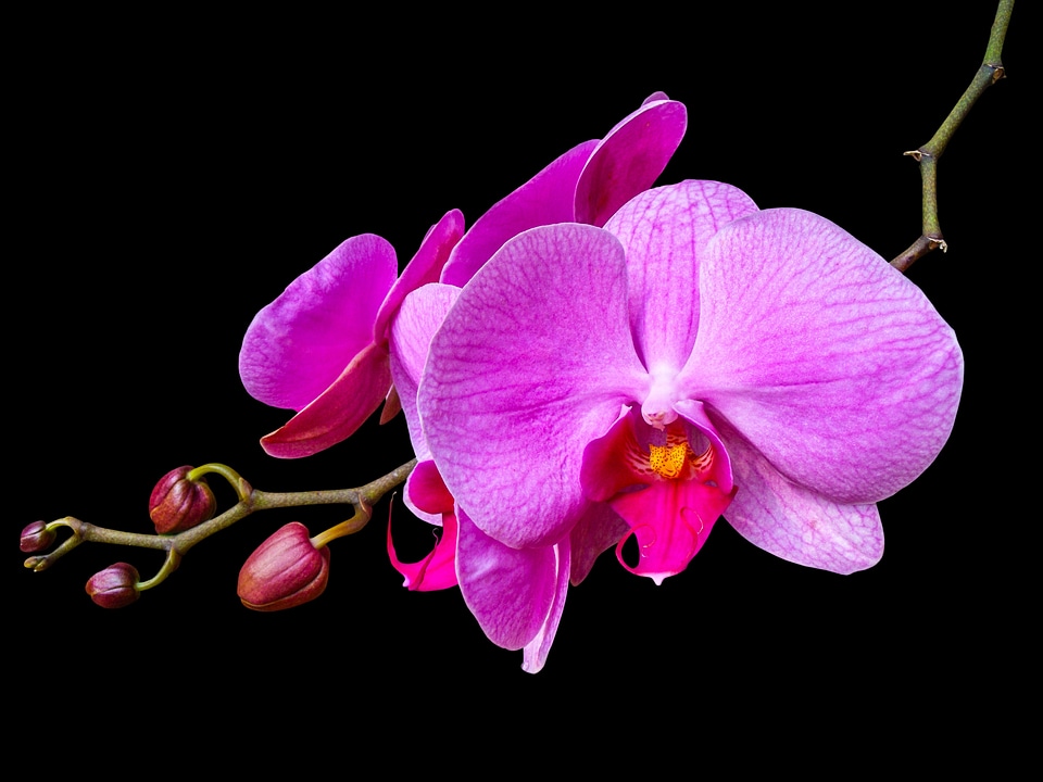 Blossom bloom flower