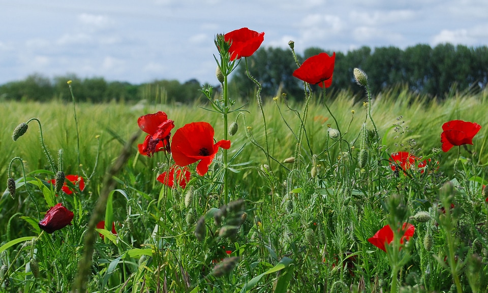 Flower field countryside