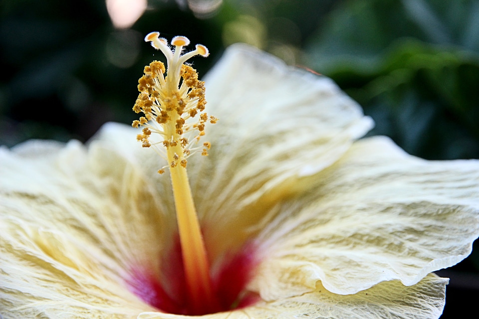 Pollen flower hibiscus