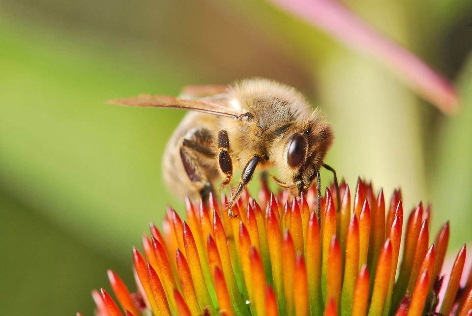 Female worker apis mellifera carnica
