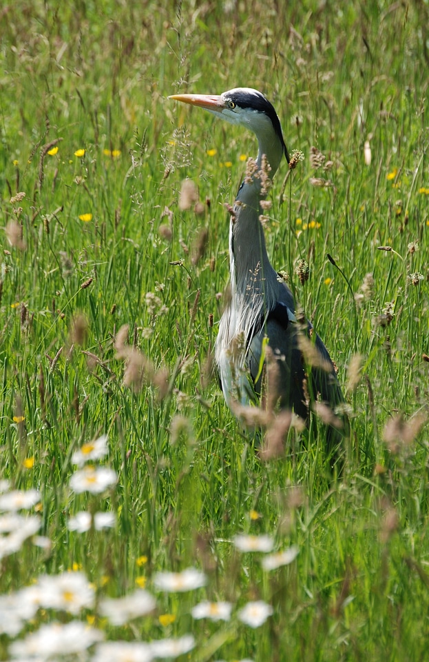 Ardea cinerea wetlands wader