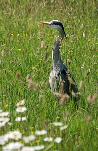 Ardea cinerea wetlands wader photo