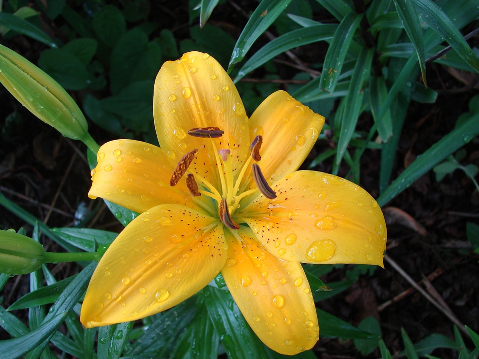 Flower blossom petal