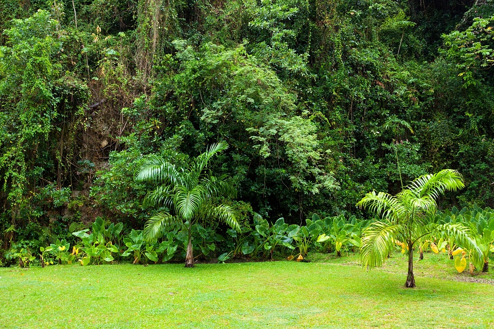 Flora foliage forest