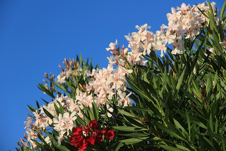 White green leaves