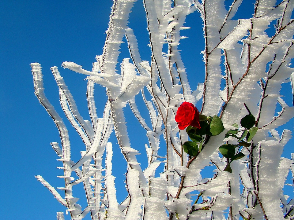 Cold frost ripe