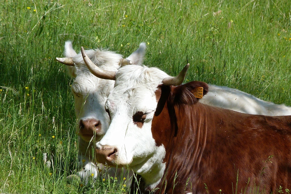 Nature cows prairie