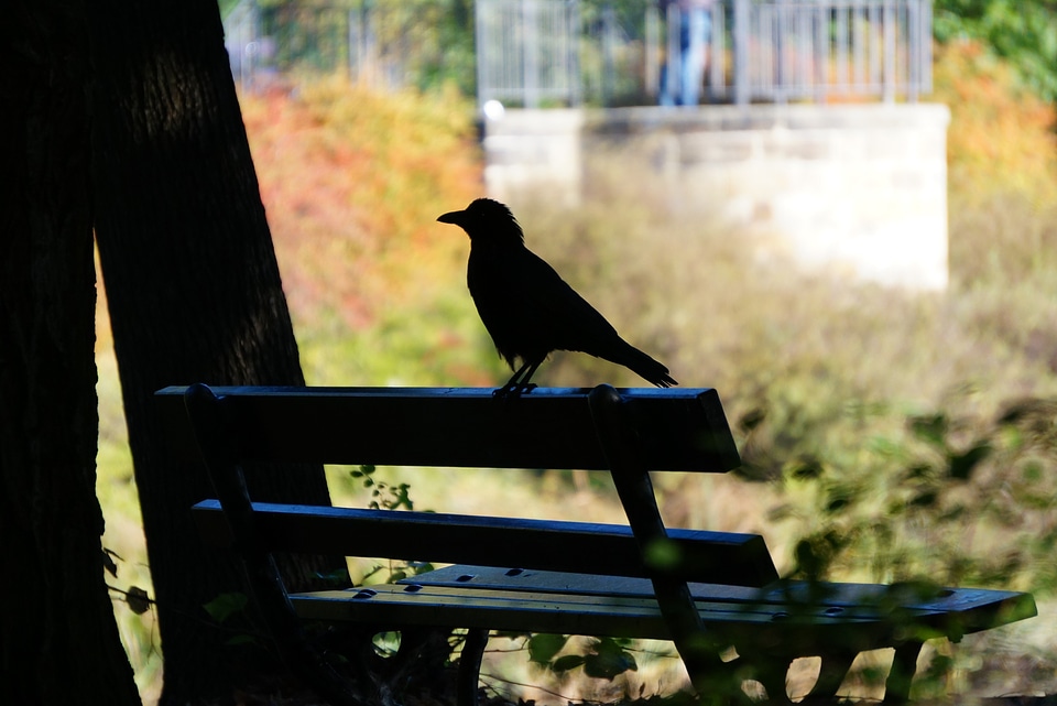 Silhouette black bird