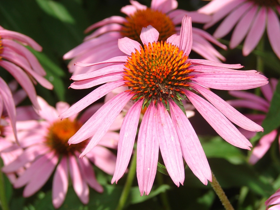 Flower plant purple photo