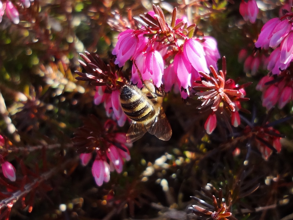 Spring pollination insect